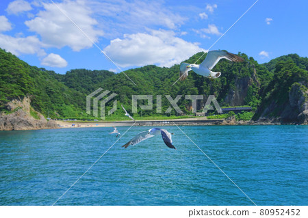 Seagulls flowing in Sasagawa, Murakami City, Niigata Prefecture, Japan 80952452