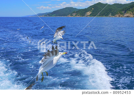 Seagulls flowing in Sasagawa, Murakami City, Niigata Prefecture, Japan 80952453