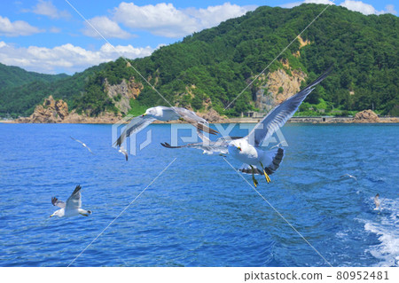 Seagulls flowing in Sasagawa, Murakami City, Niigata Prefecture, Japan 80952481