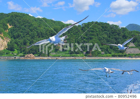 日本新潟縣村上市笹川的海鷗 日本新潟縣村上市笹川的海鷗 80952496