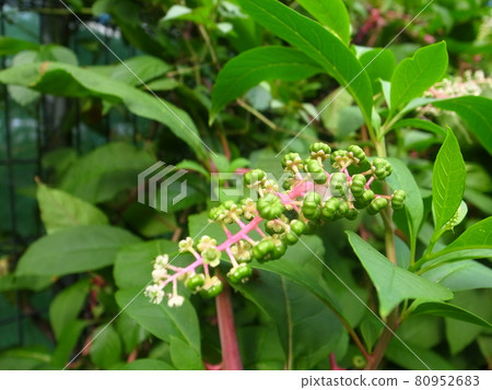 山區鄉房 80952683