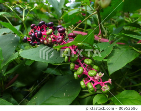 山區鄉房 山區鄉房 80952686