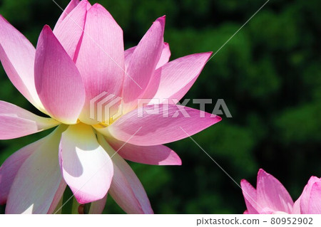 花從側面哈斯花 80952902