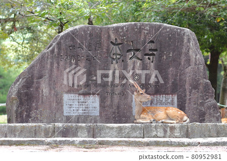 Deer in Nara Park Deer in Nara Park 80952981