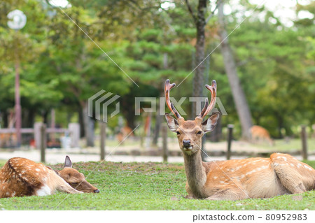 奈良公園的鹿 / 春日野園 奈良公園的鹿 / 春日野園 80952983