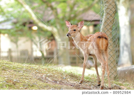 Fawn in Nara Park / Asajigaharaenchi 80952984