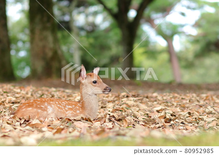 Fawn in Nara Park / Asajigaharaenchi Fawn in Nara Park / Asajigaharaenchi 80952985