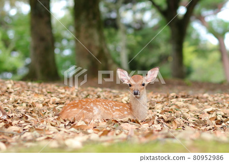 Fawn in Nara Park / Asajigaharaenchi Fawn in Nara Park / Asajigaharaenchi 80952986