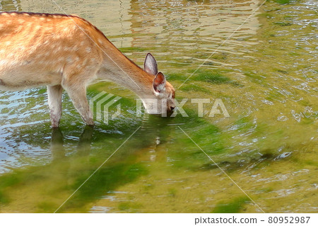 奈良公園的鹿把臉埋在池塘里 / 奈良國立博物館附近 奈良公園的鹿把臉埋在池塘里 / 奈良國立博物館附近 80952987