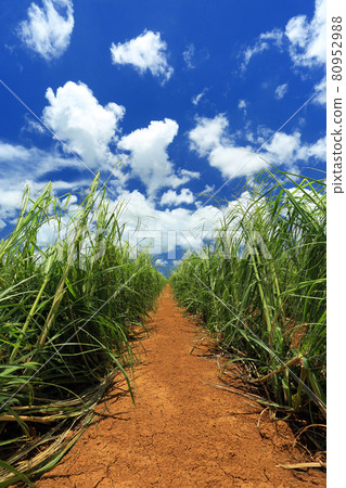 Scenery of Okinawa: A straight road in a sugar cane field 80952988
