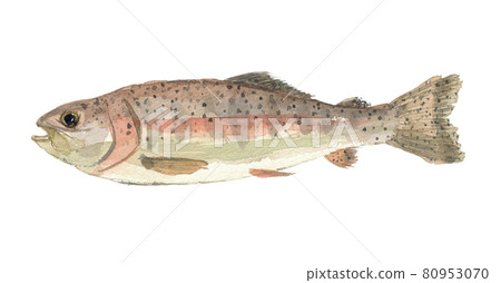 虹鱒虹鱒魚 80953070