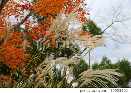 Autumn precincts of Takagamine Genko-an 80953202