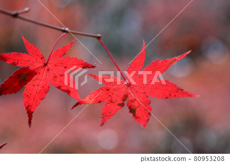 Autumn precincts of Takagamine Genko-an Autumn precincts of Takagamine Genko-an 80953208