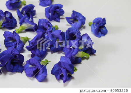 亮藍雙花蝶豆 亮藍雙花蝶豆 80953226