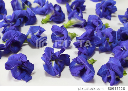 Bright blue double-flowered butterfly pea 80953228