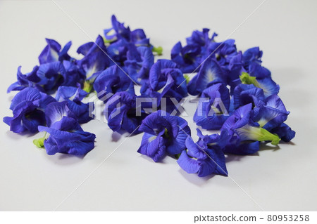 亮藍雙花蝶豆 亮藍雙花蝶豆 80953258