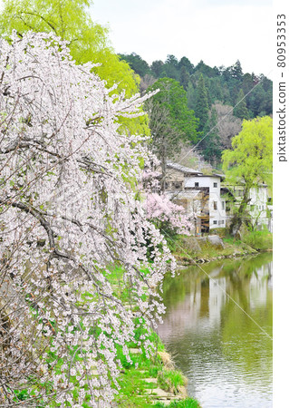 Sakura in Miyagawa, Takayama City Sakura in Miyagawa, Takayama City 80953353