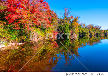 Osaka Prefectural Forest Autumn leaves in Muroike Osaka Prefectural Forest Autumn leaves in Muroike 80953369