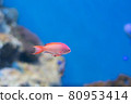 Small red fish-a vast aquarium- 80953414