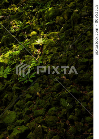 Fern Fern 80953518