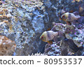 Small fish and rocks 80953537