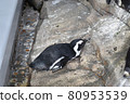Sleeping penguin 80953539