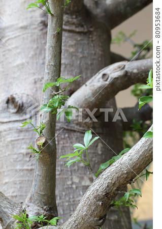 Baobab young leaves and bark 80953684