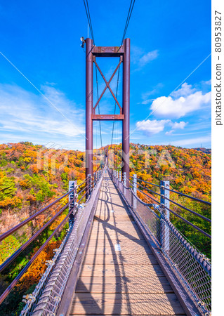 Prefectural Forest Autumn Leaves and Suspension Bridge in Hoshida Garden Prefectural Forest Autumn Leaves and Suspension Bridge in Hoshida Garden 80953827