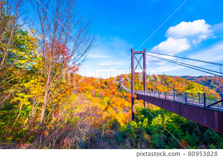 Prefectural Forest Autumn Leaves and Suspension Bridge in Hoshida Garden Prefectural Forest Autumn Leaves and Suspension Bridge in Hoshida Garden 80953828