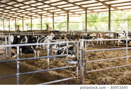 View of a livestock farm with cows View of a livestock farm with cows 80953895