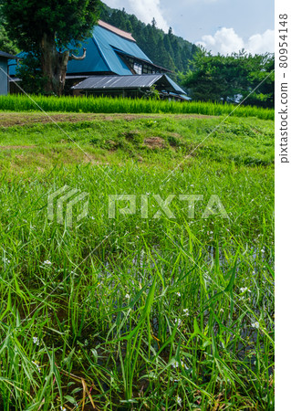 Farmer and rice field 80954148