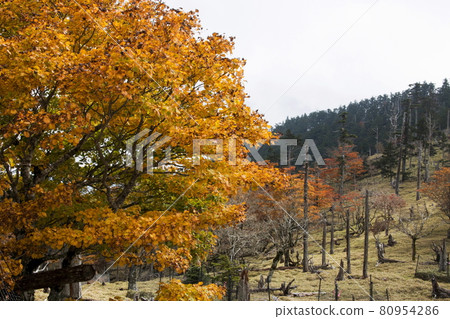 Fall of Otagichihara 80954286