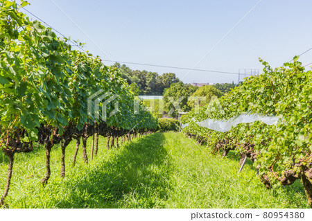 Sunny Kobe City Agricultural Park, Kobe Winery (Wine Castle) Grape Orchard Sunny Kobe City Agricultural Park, Kobe Winery (Wine Castle) Grape Orchard 80954380