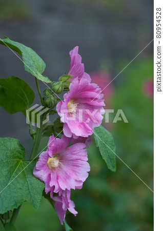 Tattooi綻放 80954528