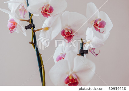 A bloom phalaenopsis plant. White orchids flowers on grey background, close up. A place for your design or text. High-quality photo A bloom phalaenopsis plant. White orchids flowers on grey background, close up. A place for your design or text. High-quality photo 80954618
