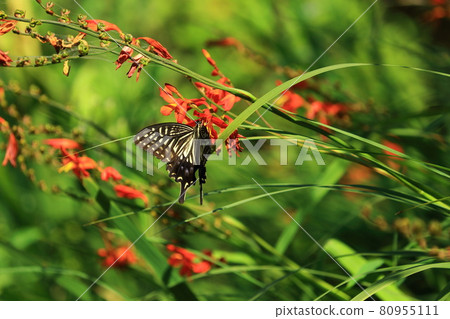 檜木水仙和燕尾蝶 檜木水仙和燕尾蝶 80955111