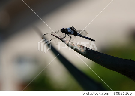 Orthetrum albisum perching on the leaves of agave Orthetrum albisum perching on the leaves of agave 80955160