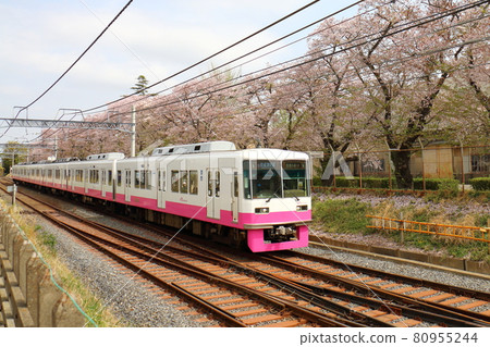 新京成線8800新噴漆車和盛開的櫻花路過千葉縣鐮谷市國木山附近 80955244