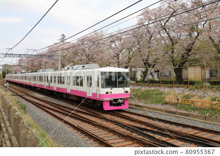 Shin-Keisei Line 8800 new painted car and Sakura in full bloom passing near Kunugiyama, Kamagaya City, Chiba Prefecture 80955367