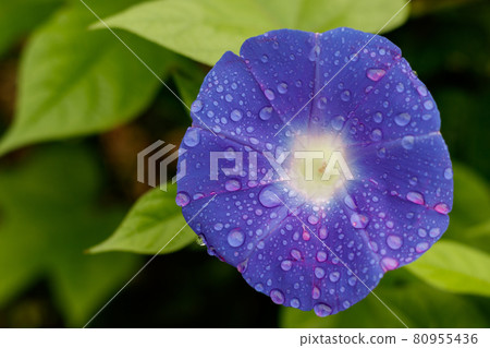Morning glory flowers discolored by the morning rain in Japan 80955436