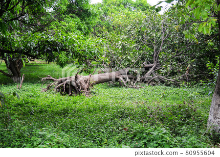 Beautiful park scene in public park with green grass field 80955604