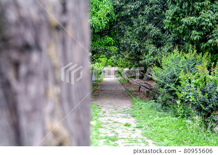 Beautiful park scene in public park with green grass field Beautiful park scene in public park with green grass field 80955606
