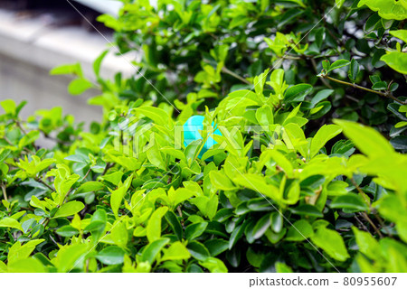 Duranta repens or Duranta erecta leaves closeup texture background, Common names include golden dewdrop, pigeon berry, and skyflower Duranta repens or Duranta erecta leaves closeup texture background, Common names include golden dewdrop, pigeon berry, and skyflower 80955607