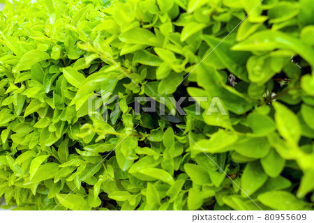 Duranta repens or Duranta erecta leaves closeup texture background, Common names include golden dewdrop, pigeon berry, and skyflower 80955609