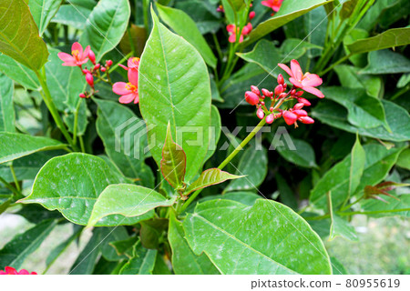 Cotton leaved jatropha, Peregrina, Spicy jatropha red flowers and green leaves background in the garden 80955619