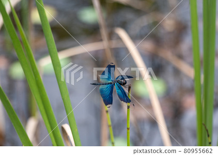 Swamp dragonfly Swamp dragonfly 80955662
