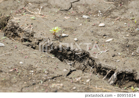 Large cracks and grass ground 80955814