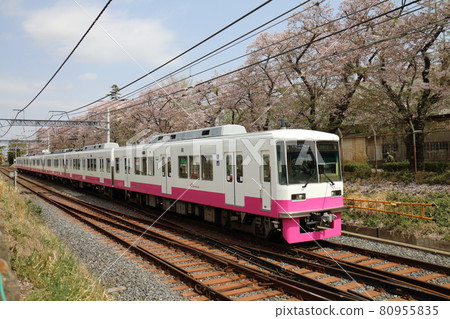 Shin-Keisei Line 8800 new painted car and Sakura in full bloom passing near Kunugiyama, Kamagaya City, Chiba Prefecture Shin-Keisei Line 8800 new painted car and Sakura in full bloom passing near Kunugiyama, Kamagaya City, Chiba Prefecture 80955835