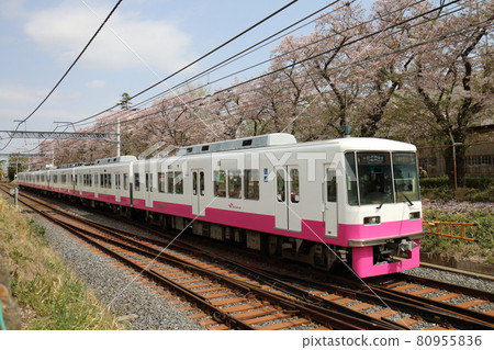 Shin-Keisei Line 8800 new painted car and Sakura in full bloom passing near Kunugiyama, Kamagaya City, Chiba Prefecture Shin-Keisei Line 8800 new painted car and Sakura in full bloom passing near Kunugiyama, Kamagaya City, Chiba Prefecture 80955836