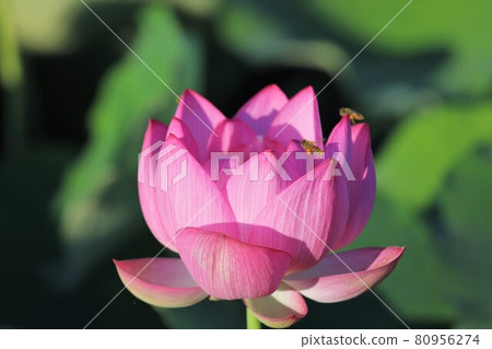 藤原京的蓮花 80956274